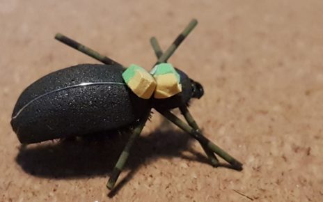 terrestre terrestrial scarabée beetle mouche fly tying eclosion