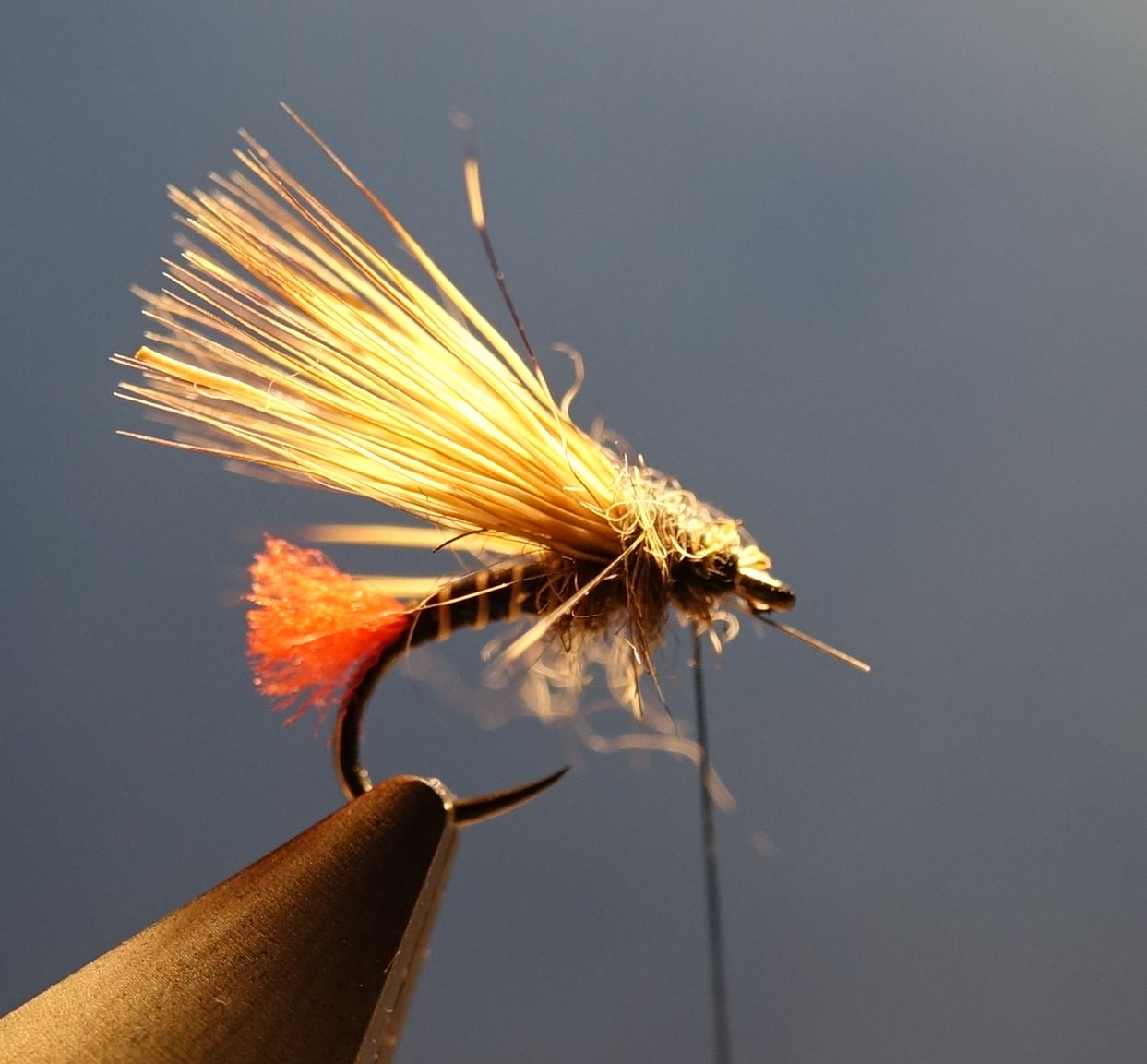 Sedge tag rouge chevreuil roe deer mouche fly tying eclosion 1