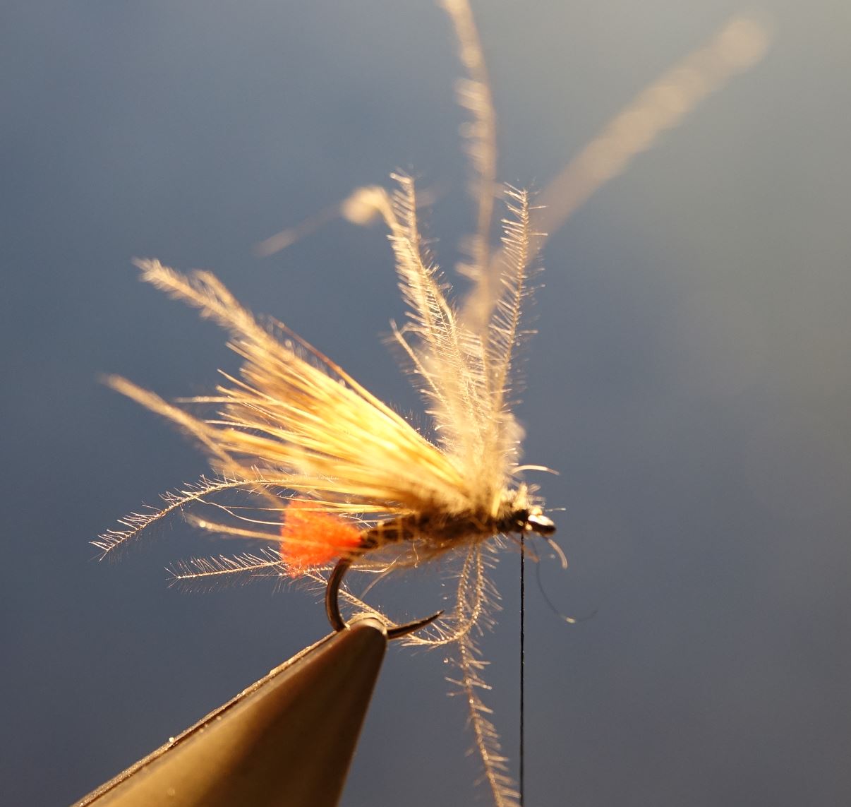 Sedge tag rouge chevreuil roe deer mouche fly tying eclosion 1