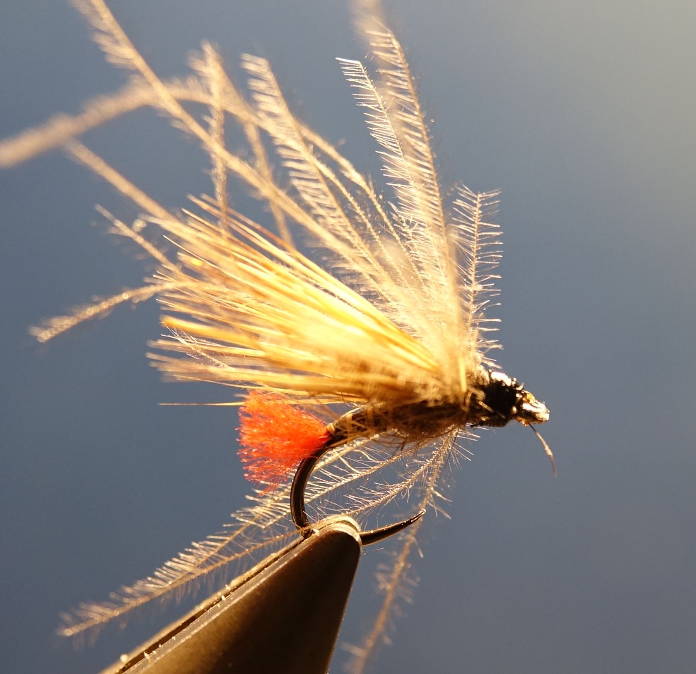 Sedge tag rouge chevreuil roe deer mouche fly tying eclosion 1