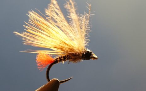 Sedge tag rouge chevreuil roe deer mouche fly tying eclosion 1