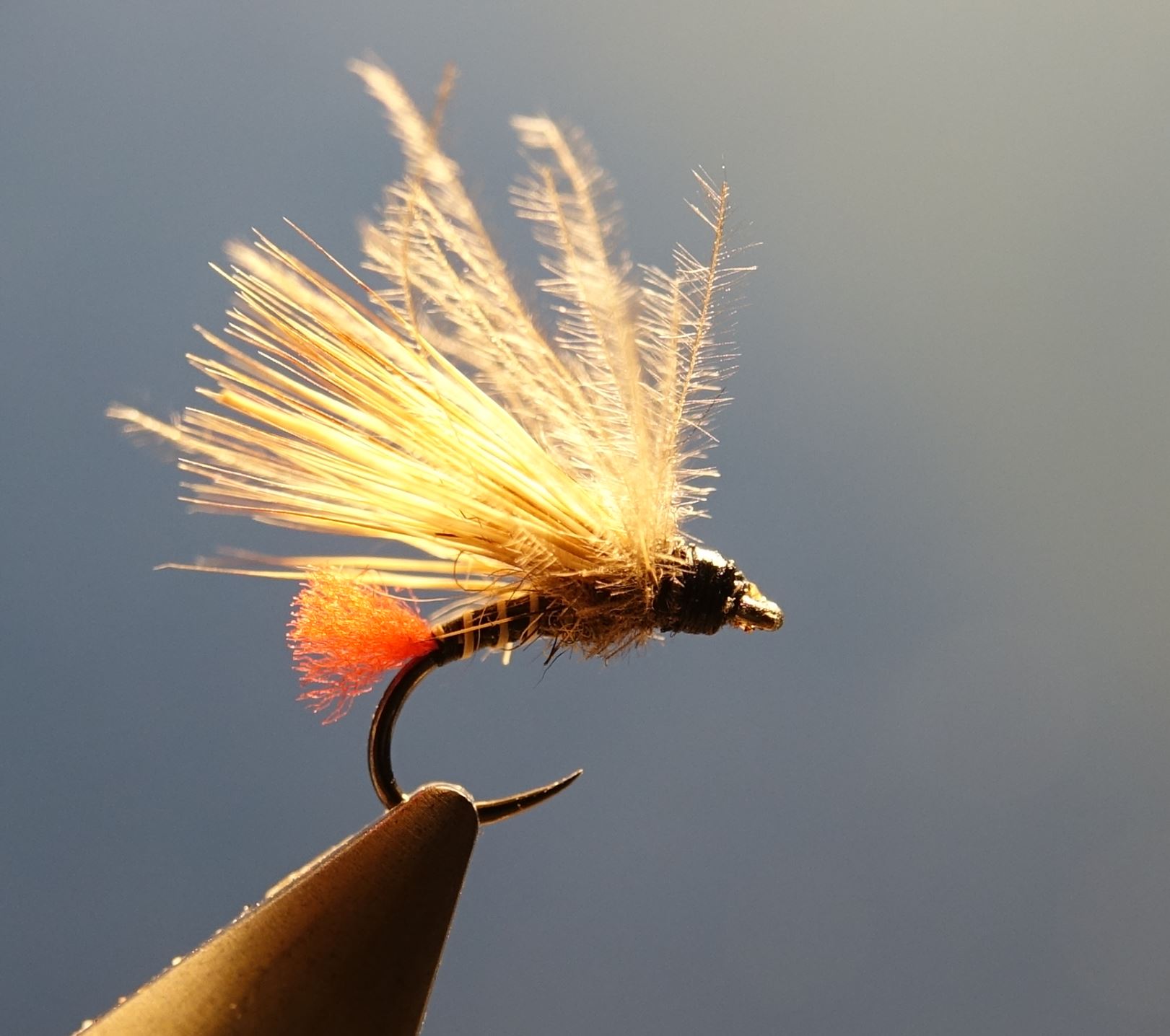 Sedge tag rouge chevreuil roe deer mouche fly tying eclosion 1