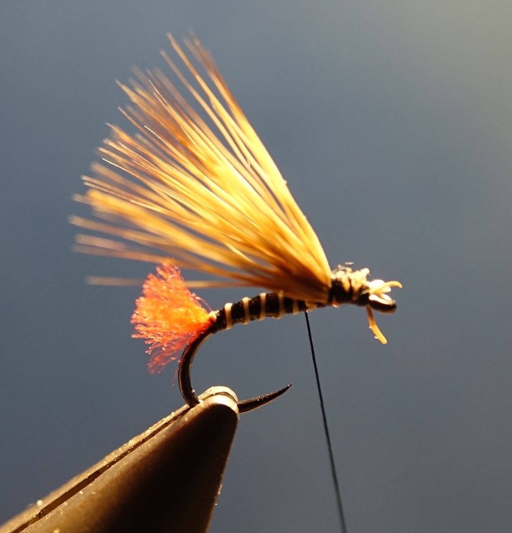 Sedge tag rouge chevreuil roe deer mouche fly tying eclosion 1