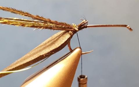 terrestre terrestrial scarabé beetle mouche fly tying eclosion