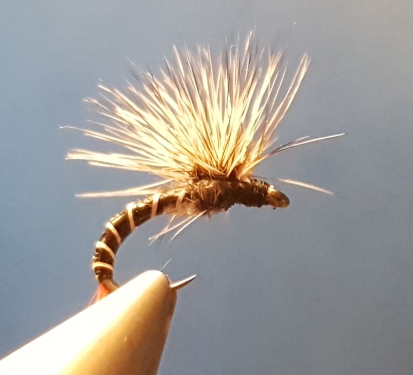 Chiro chironome paraloop hackle ùouche fly tying reservoir eclosion