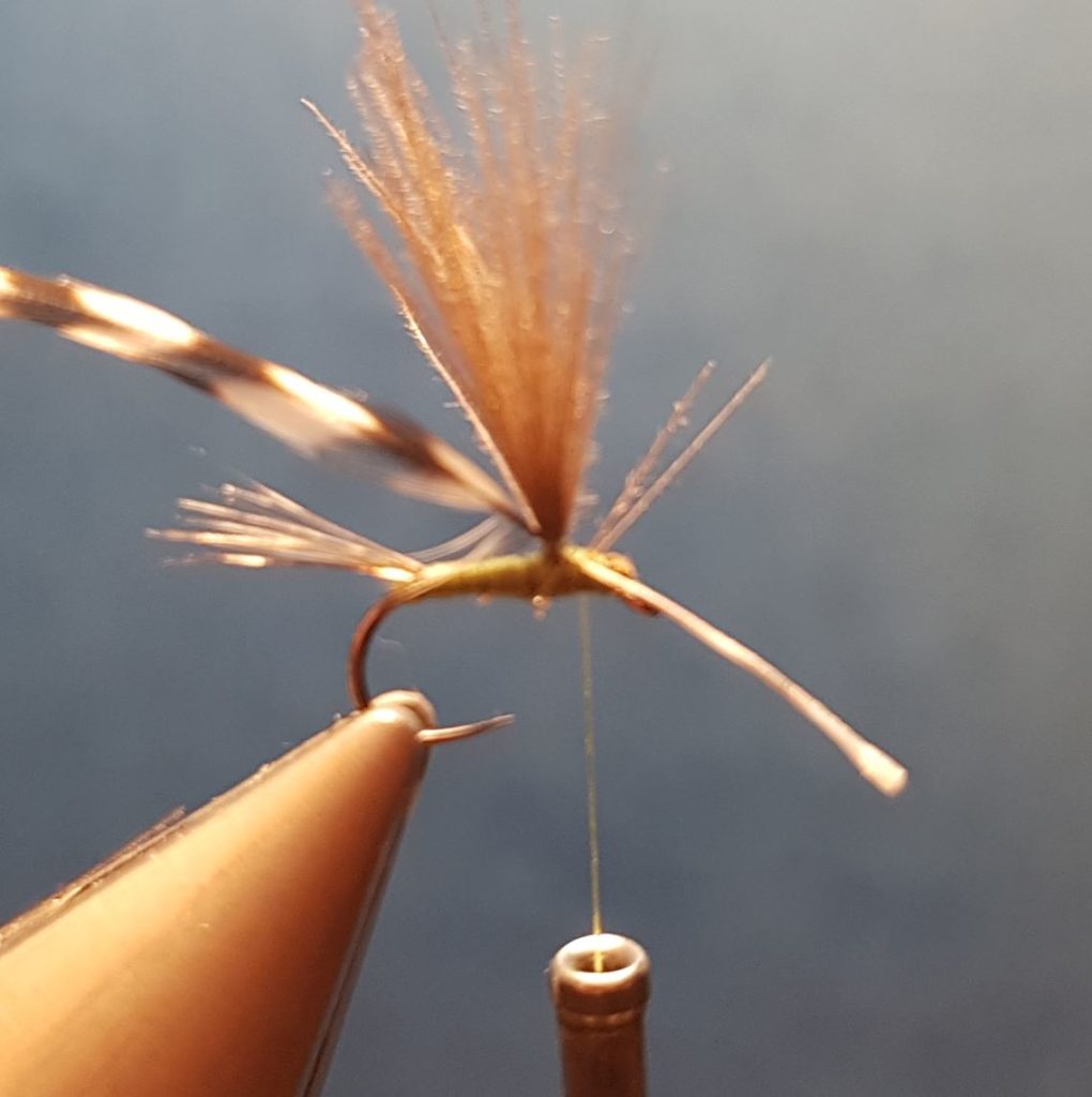 Ignita olive parachute mouche fly tying eclosion