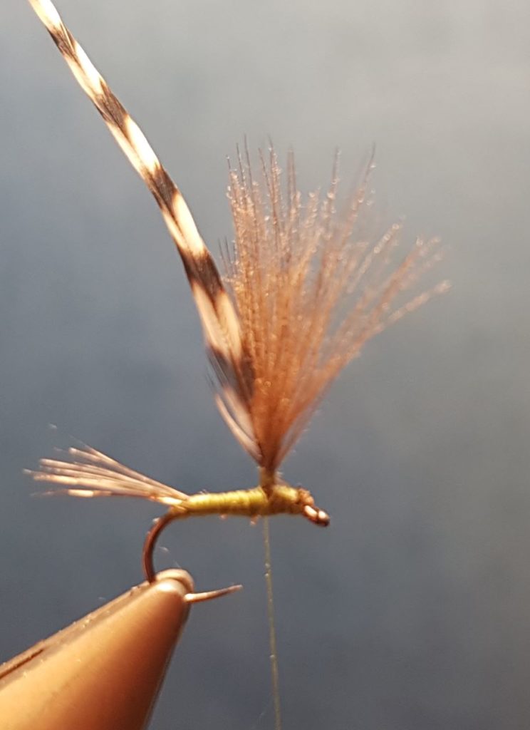 Ignita olive parachute mouche fly tying eclosion