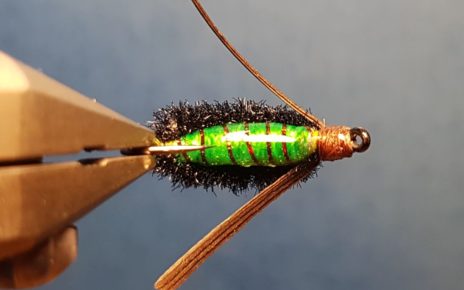 Corixa mouche nymphe fly tying eclosion