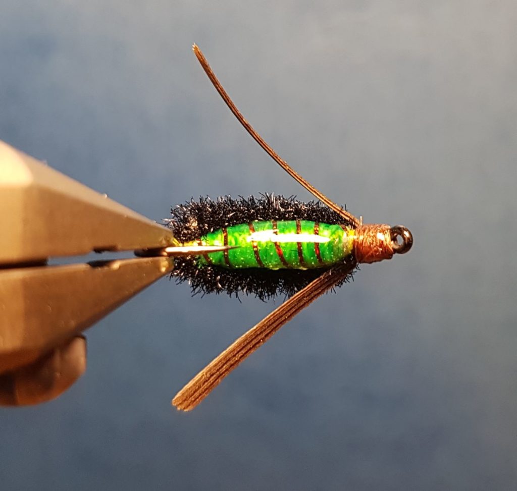 Corixa mouche nymphe fly tying eclosion