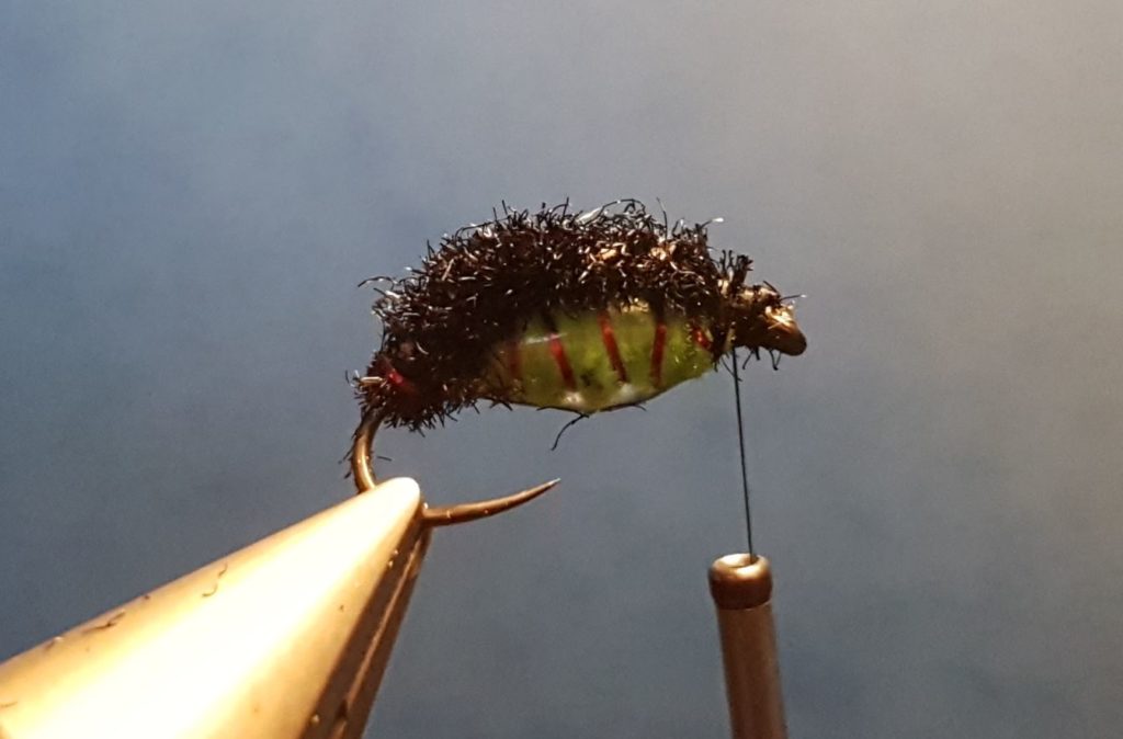 Corixa mouche nymphe fly tying eclosion