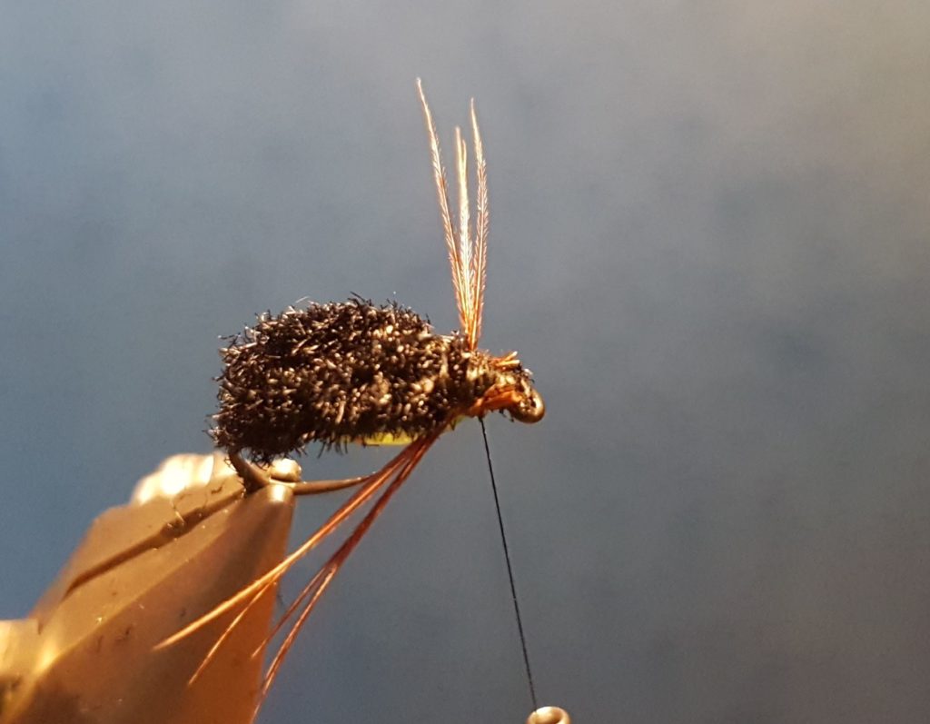 Corixa mouche nymphe fly tying eclosion