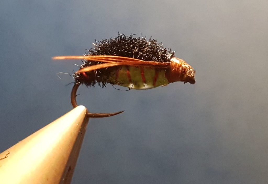 Corixa mouche nymphe fly tying eclosion