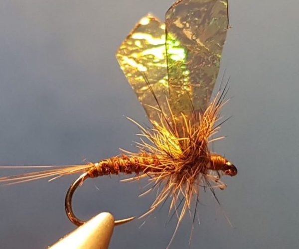 MB march brown elan martre mouche fly tying eclosion