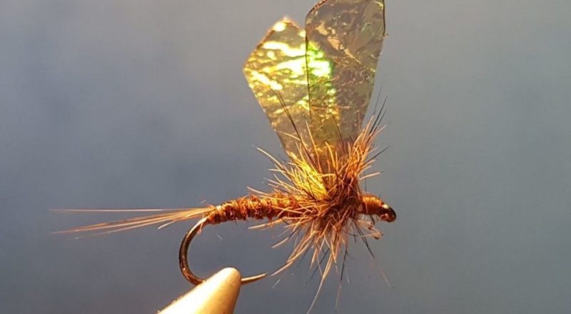 MB march brown elan martre mouche fly tying eclosion