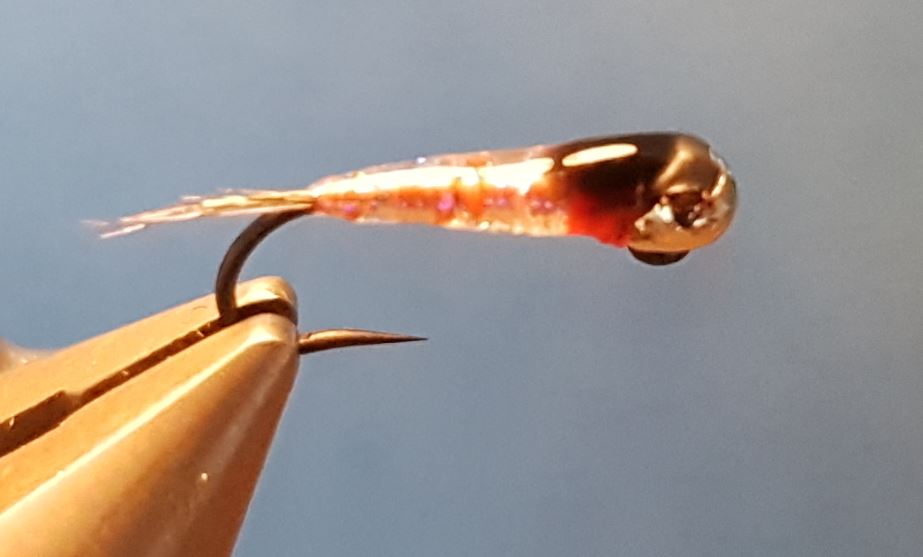 perdigon UV nymphe mouche fly tying eclosion