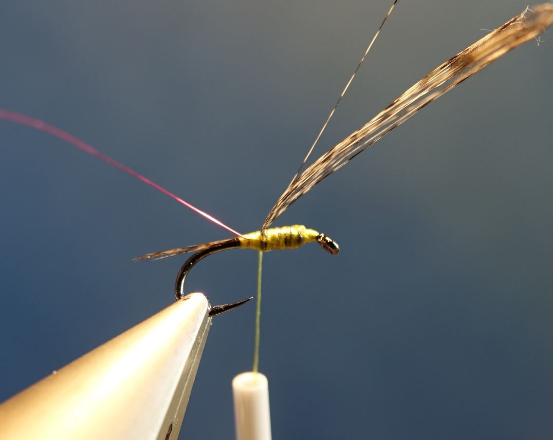 Nymphe facile mouche fly tying eclosion