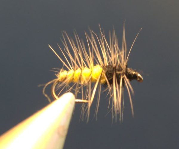 guêpe palmer hackle silver badger dubbing was mouche fly ting eclosion