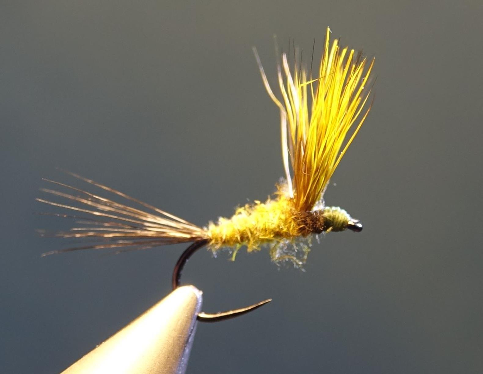 Comparadum poil cervidé olive fly tying mouche eclosion