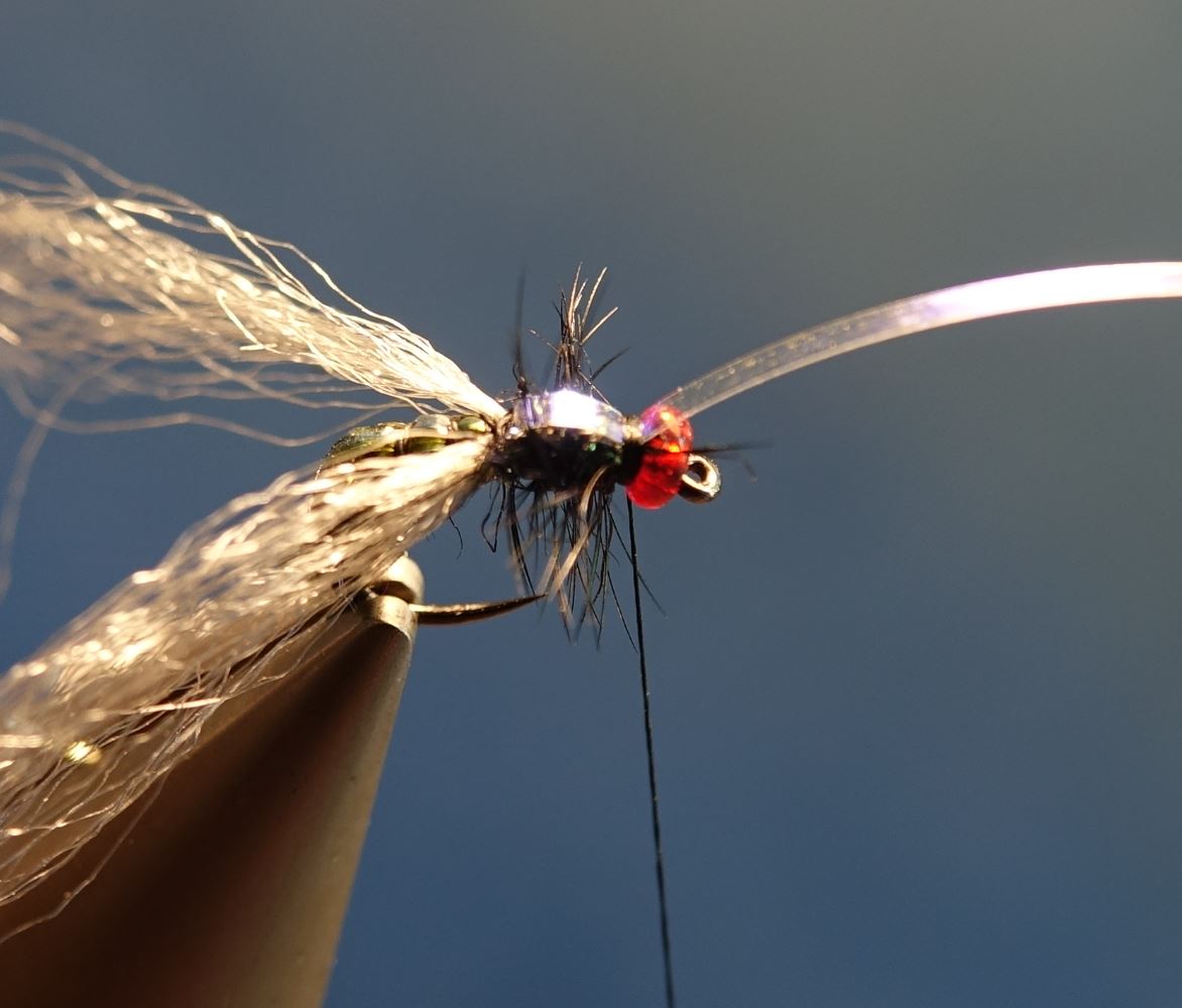 mouche bleue shit fly tying montage eclosion