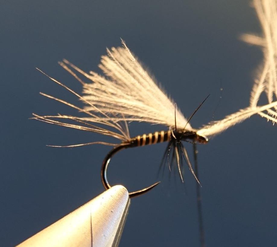 ephemere sombre CDC moose mane poil elan fly tying mouche eclosion