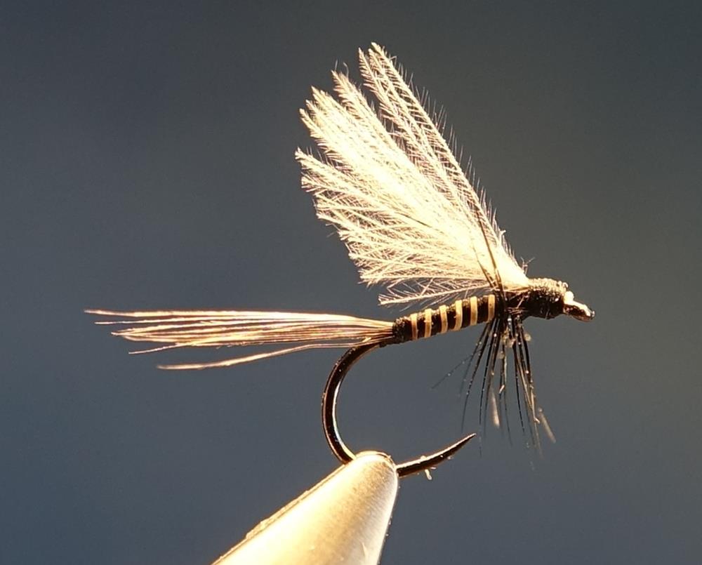 ephemere sombre CDC moose mane poil elan fly tying mouche eclosion