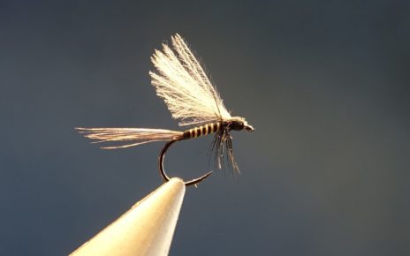 ephemere sombre CDC moose mane poil elan fly tying mouche eclosion