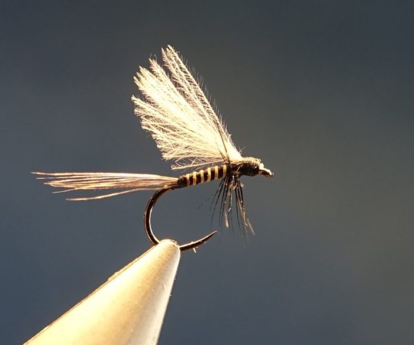 ephemere sombre CDC moose mane poil elan fly tying mouche eclosion