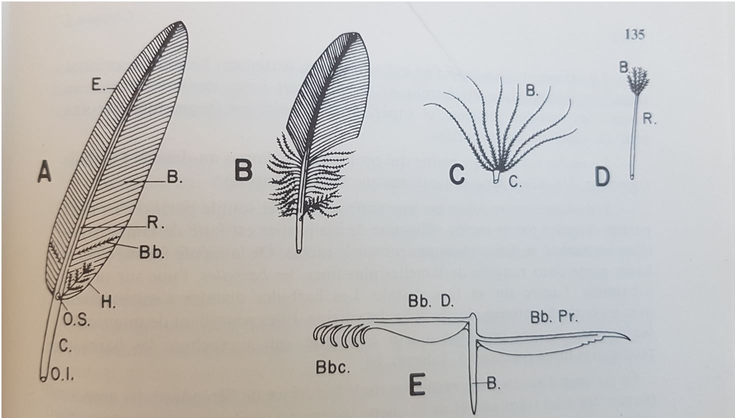 differentes plumes beaumont cassier fly tying mouche eclosion