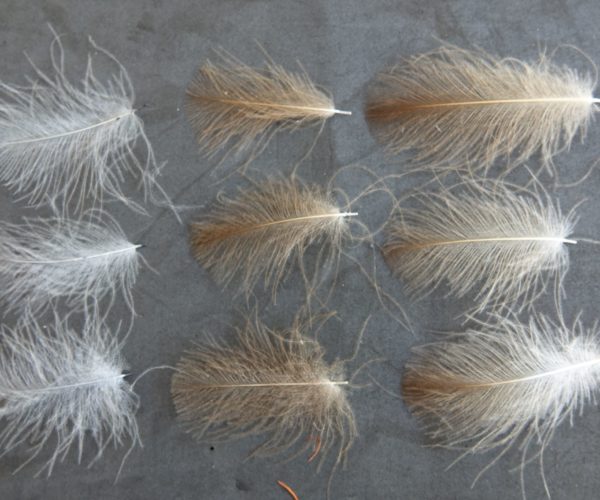 SWISS CDC XL fly tying mouche eclosion