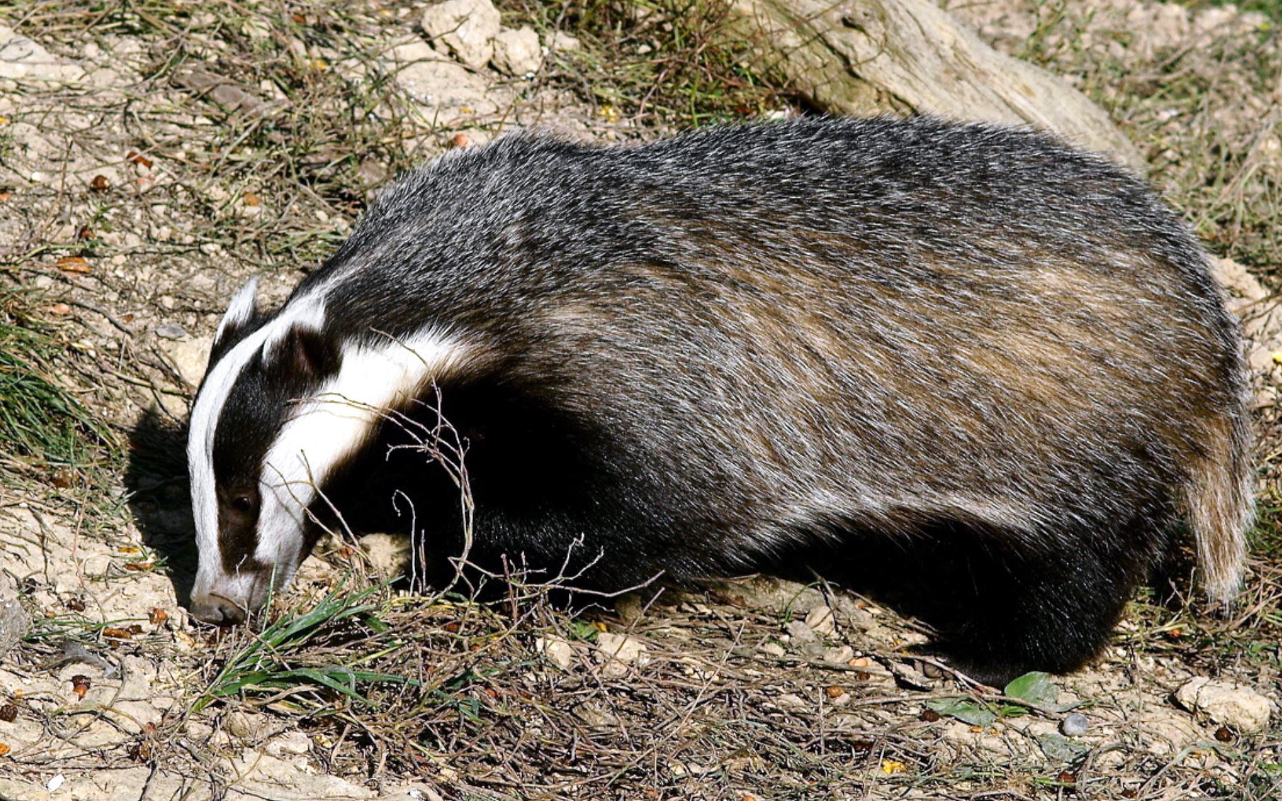 blaireau; badger