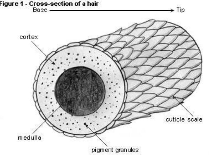 poil cheveux ultrastructure fly tying