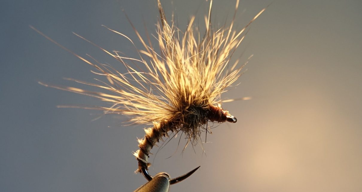 emergente ecureuil paraloop mouche fly tying eclosion