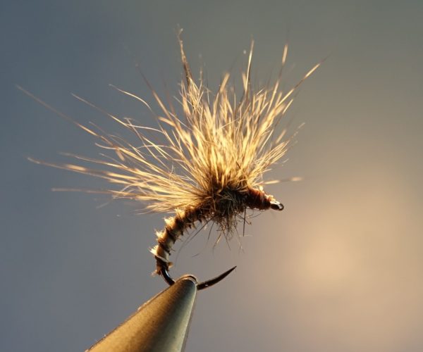 emergente ecureuil paraloop mouche fly tying eclosion