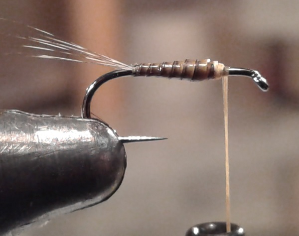 CDC parachute mouche quill fly tying éclosion