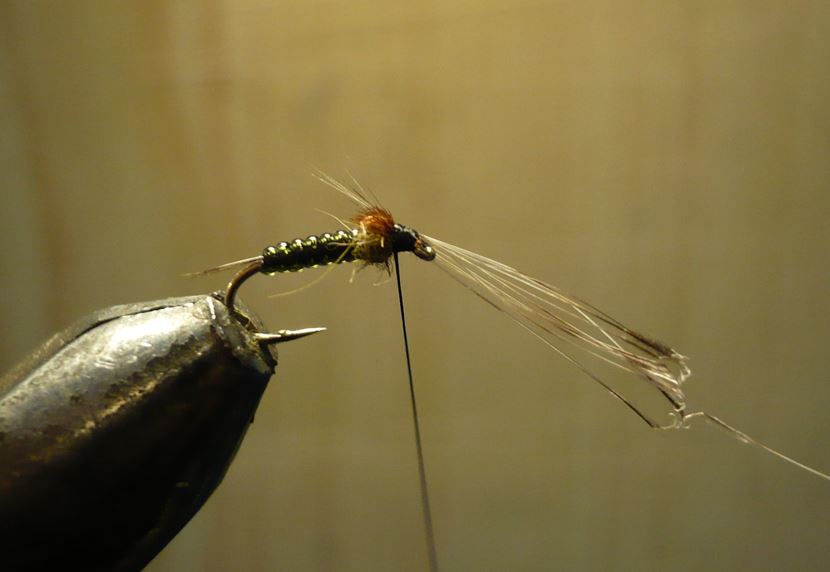 ANR absolute no refuse nymphe nymp mouche flytying tying eclosion