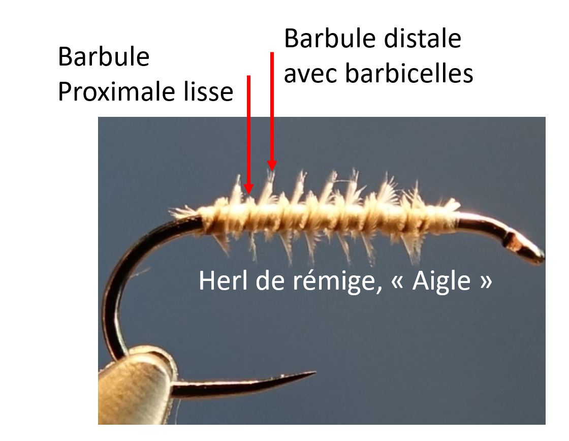 aigle herl mouche eclosion fly tying corps body