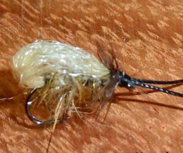 Bubble sedge mouche fly tying eclosion