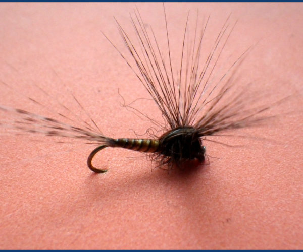 March brown MB pardo paraloop mouche fly tying eclosion 2