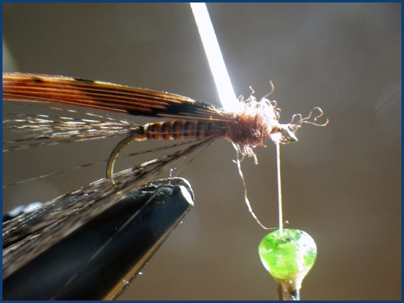 March brown MB pardo paraloop mouche fly tying eclosion 