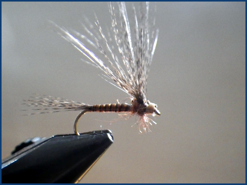 March brown MB pardo paraloop mouche fly tying eclosion 2