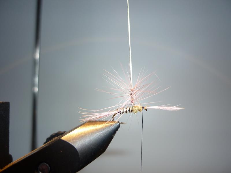 paraloop eclosion fly tying mouche 2