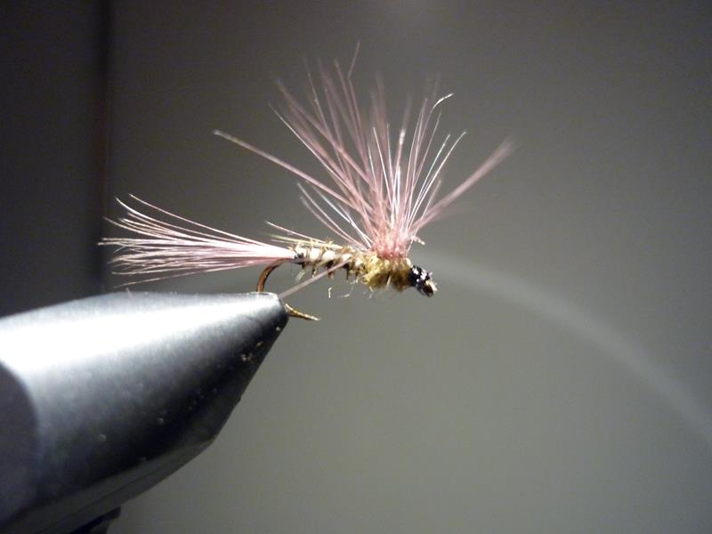 paraloop eclosion fly tying mouche