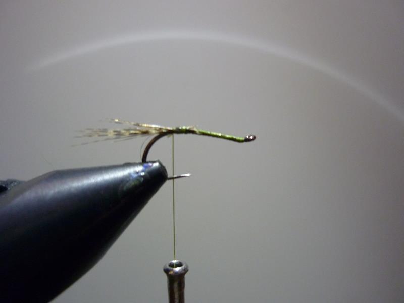 paraloop mouche fly tying eclosion