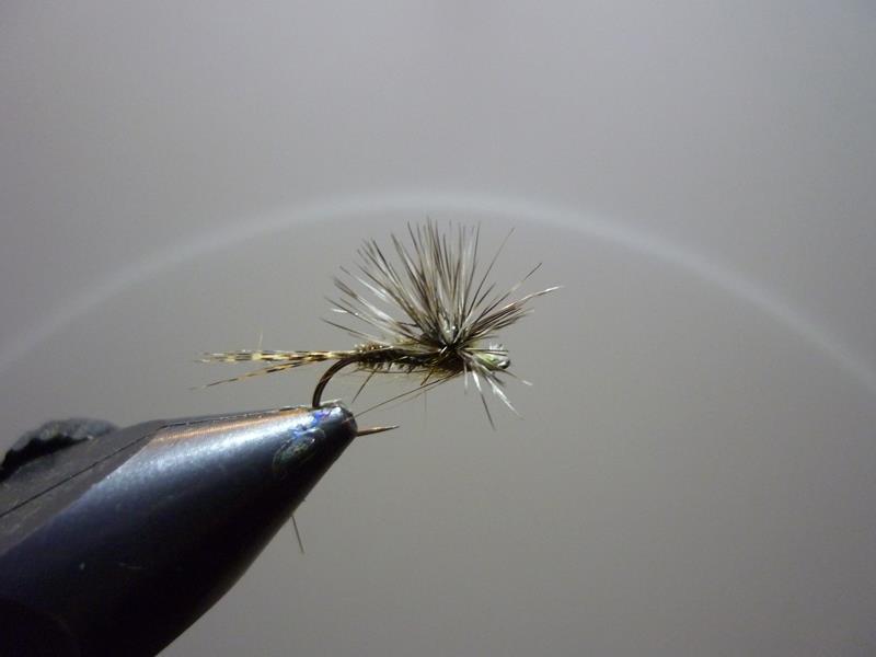 paraloop mouche fly tying eclosion