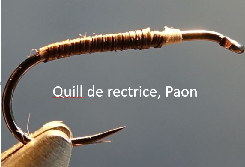 Quill herl rectrice paon mouche fly tying eclosion