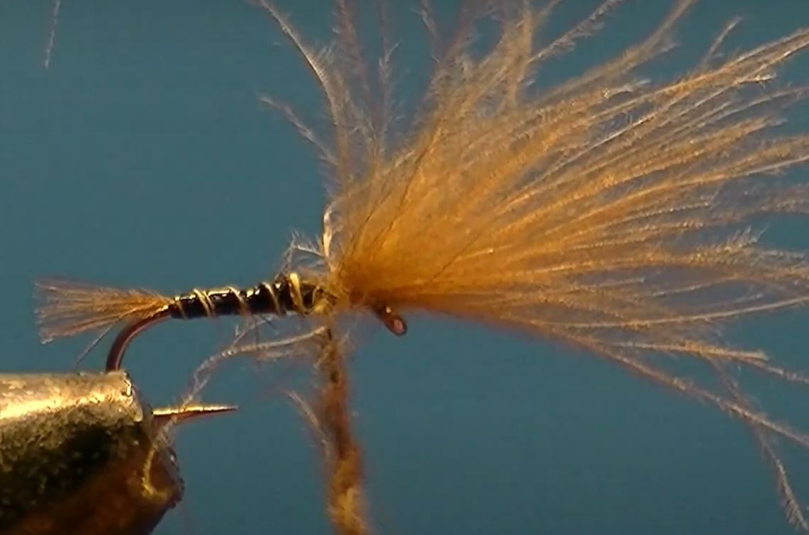 Emergente CDC mouche fly tying eclosion