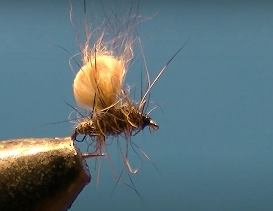 Bubble lièvre hare mouche fly tying eclosion