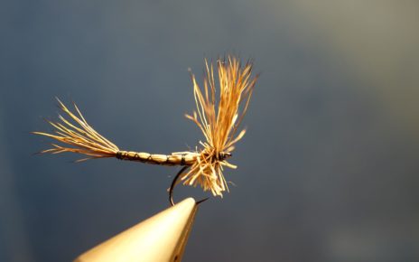 Marche brown chevreuil corps détaché comparadum mouche fly tying eclosion