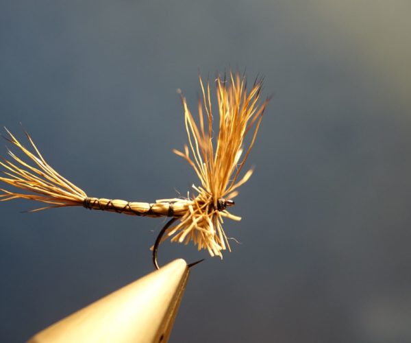 Marche brown chevreuil corps détaché comparadum mouche fly tying eclosion