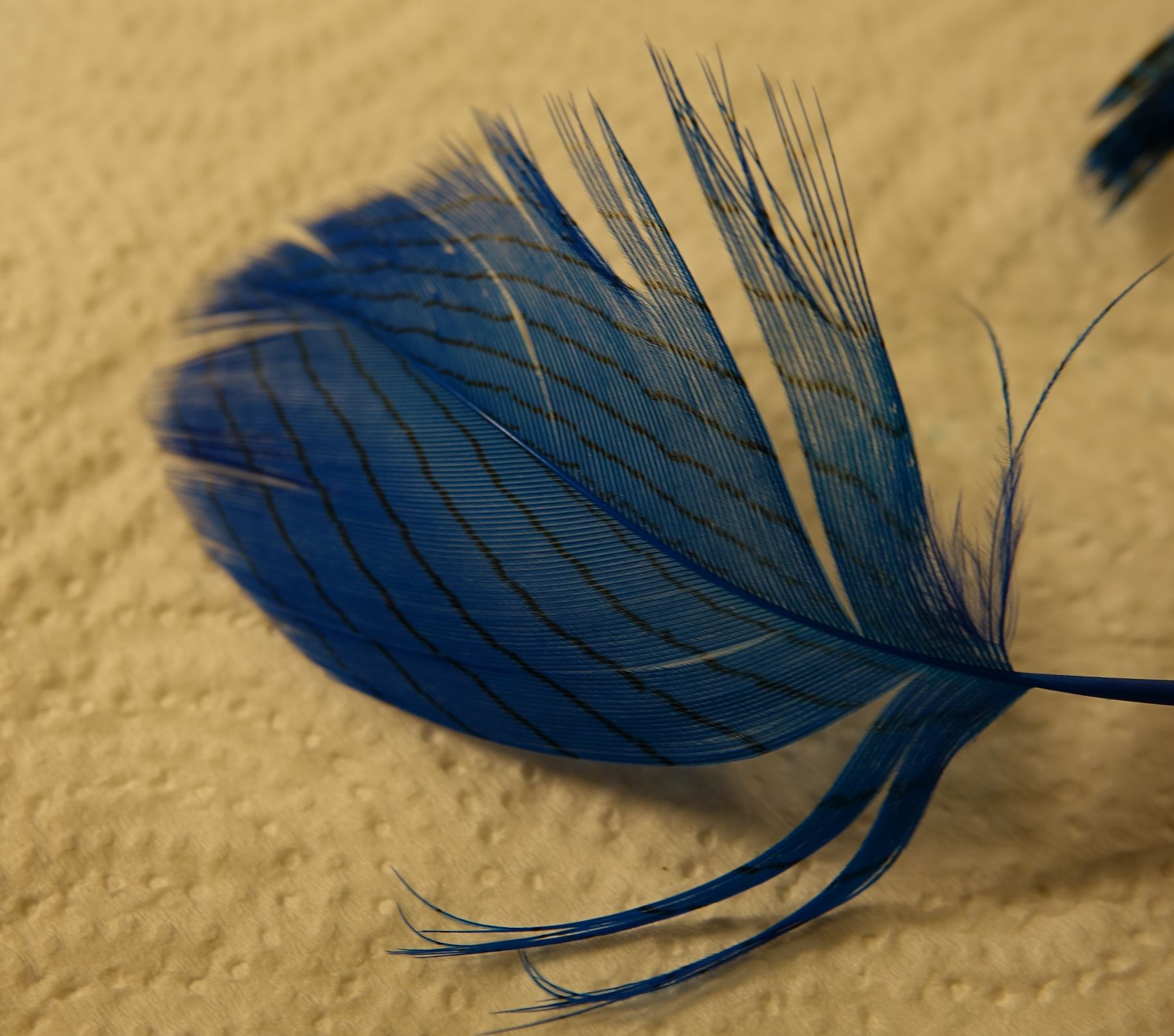 ecureuil squirrel feather plume hackle teinture fly tying eclosion